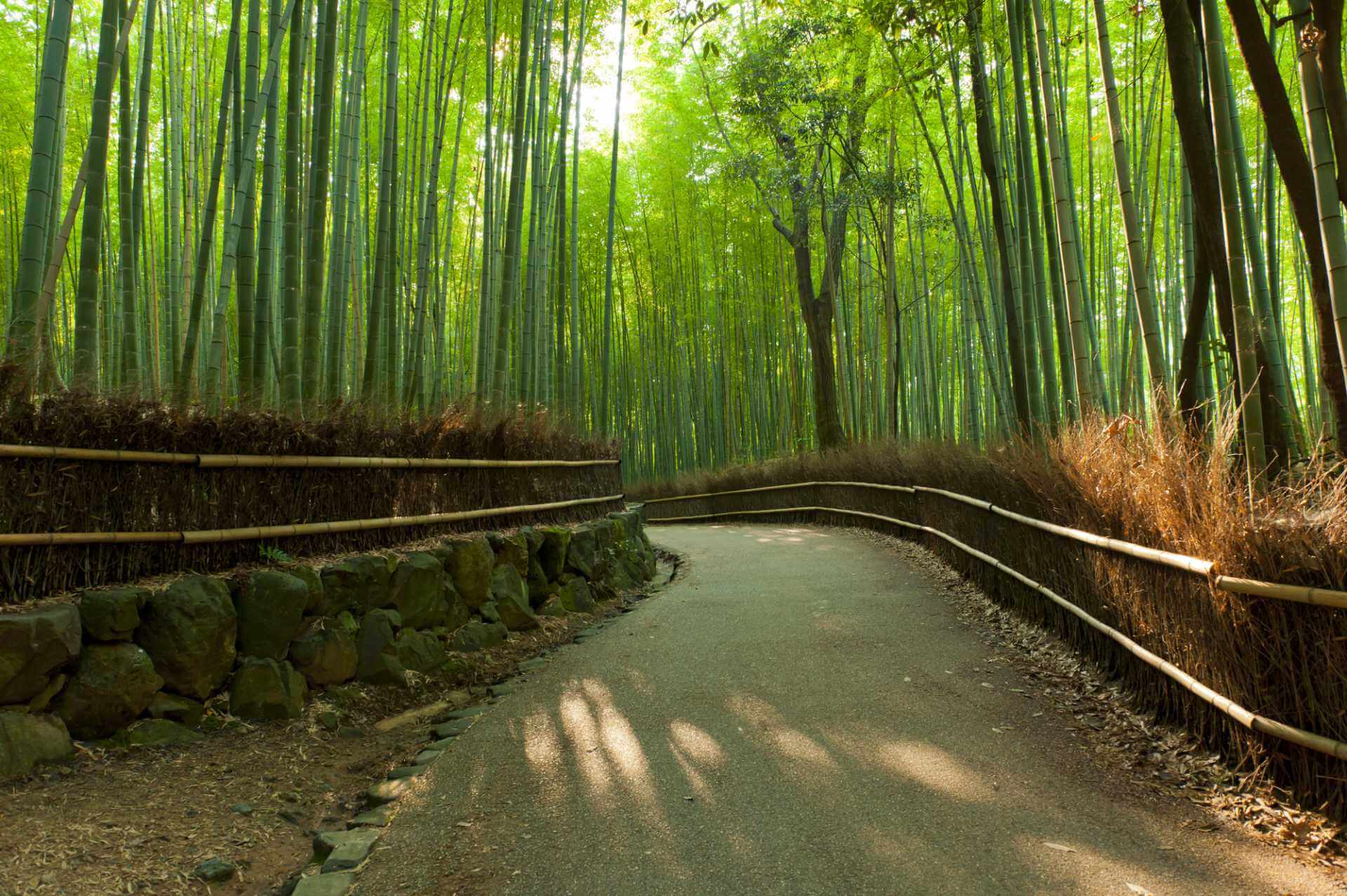 Clear path through bamboo grove